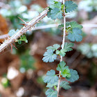 Miccosukee Gooseberry