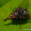 Bluebottle Blowfly