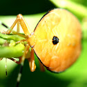 Bronze Orange Bug