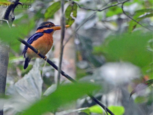 Rufous-collared kingfisher