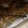 Spotted salamander