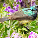 Variable sunbird, male