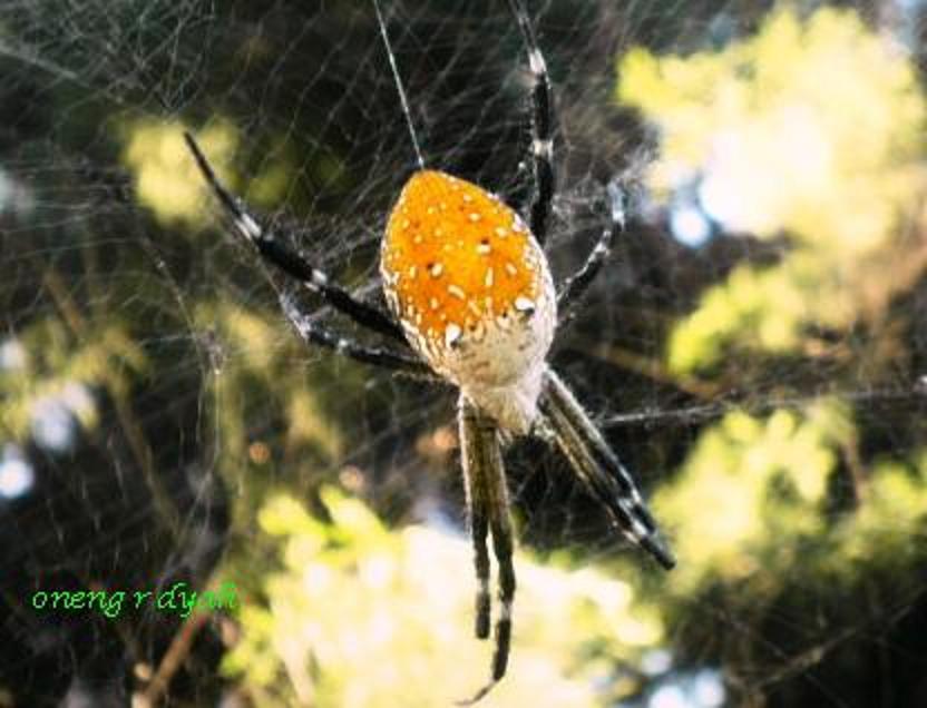 Tent web spider