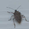 Brown Marmoted Stinkbug