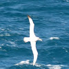 Albatross or Mollymawk