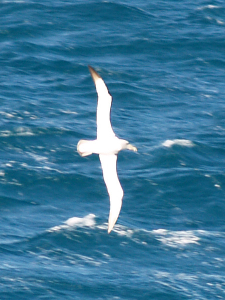 Albatross or Mollymawk