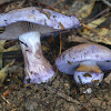 Purple mushroom
