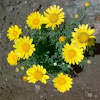 Yellow Flower ( Unknown )