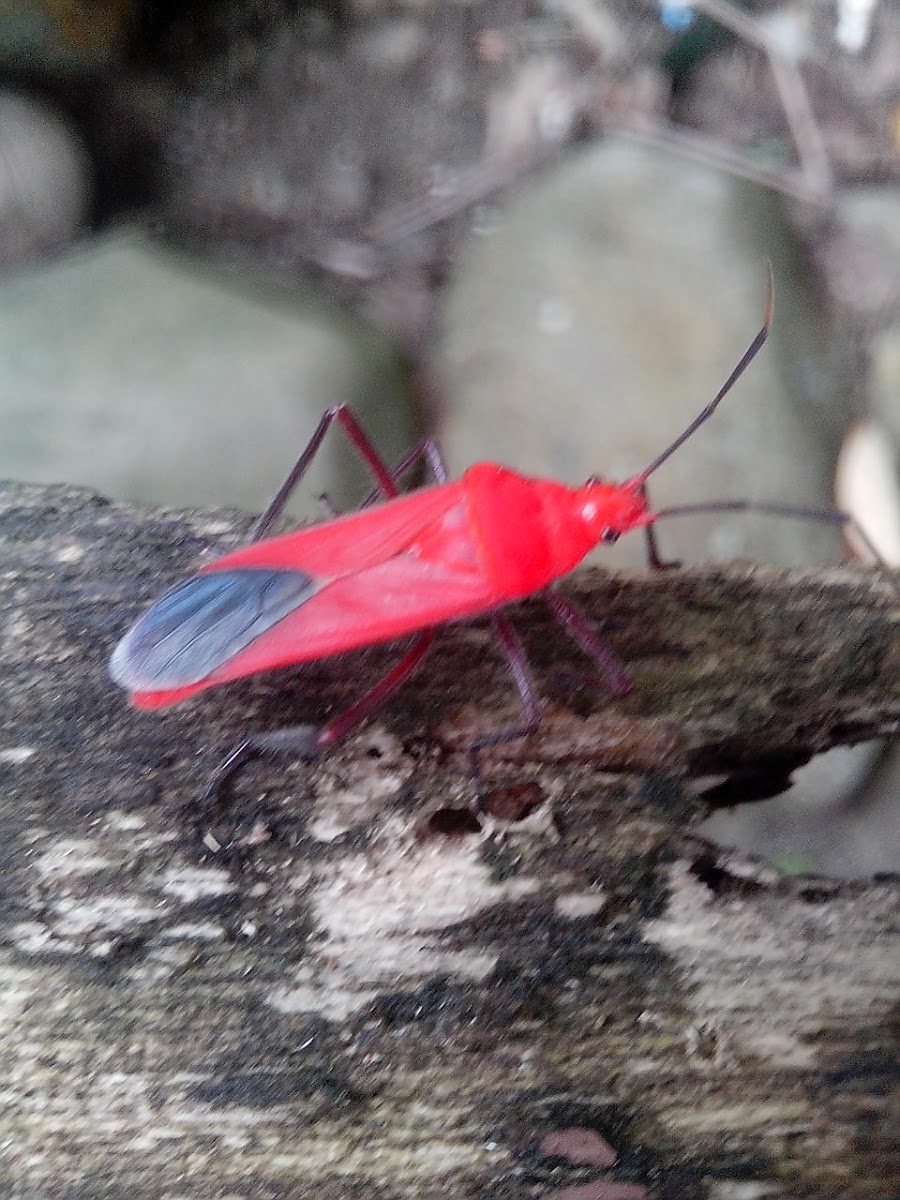 Soapberry Bug