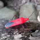 Soapberry Bug