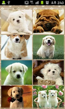 Download Gambar Cantik Koleksi Dog Indah Anjing Chou Apk Screenshot