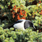  Alaska Magpie