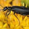 Meloid Beetle