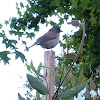 Dark-eyed junco