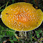 Fly Agaric