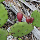 Prickly Pear