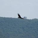 Turkey Vulture