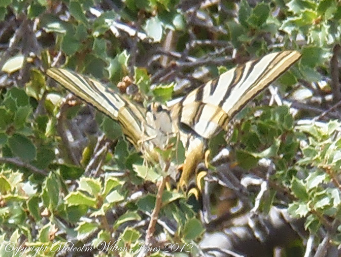 Spanish Swallowtail; Chupaleche