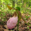 Pink Lady's Slipper