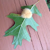 Wooly Oak Leaf Gall on Shumard Oak tree