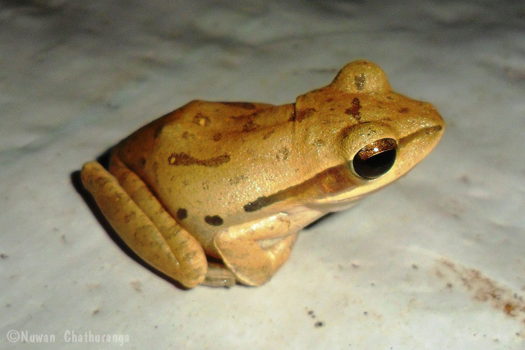 Spotted tree frog