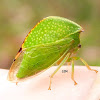 Buffalo Treehopper