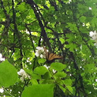 Oregon swallowtail