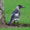 Australian Magpie (juvenile)