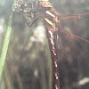 Brown hawker