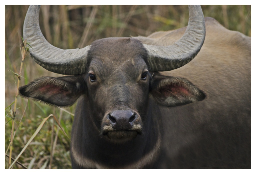wild water buffalo | Project Noah
