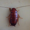 American Cockroach (nymph)