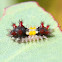 Mottled cupmoth - early larva
