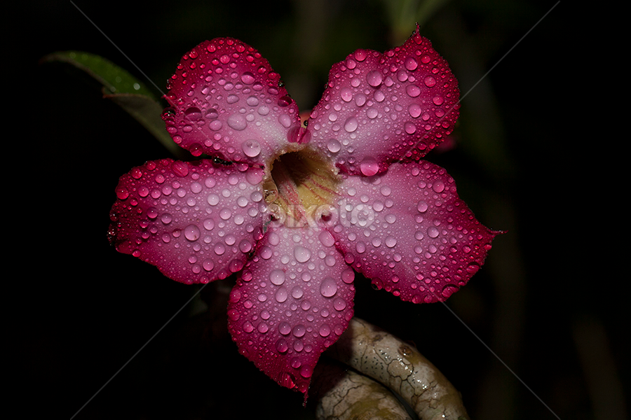 UNTITLED by Herken Kenken - Flowers Single Flower