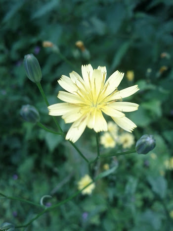 Goat's Beard