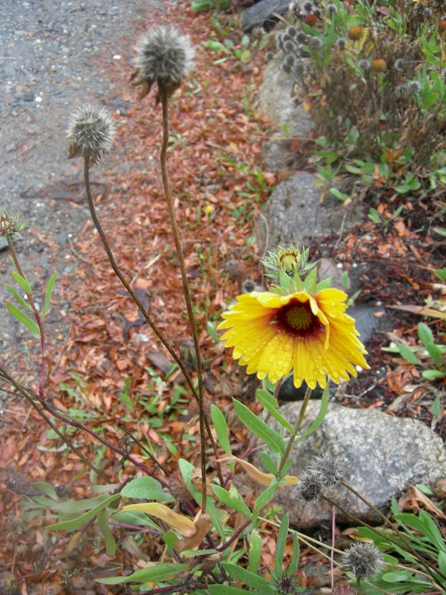 common blanketflower/ gaillardia