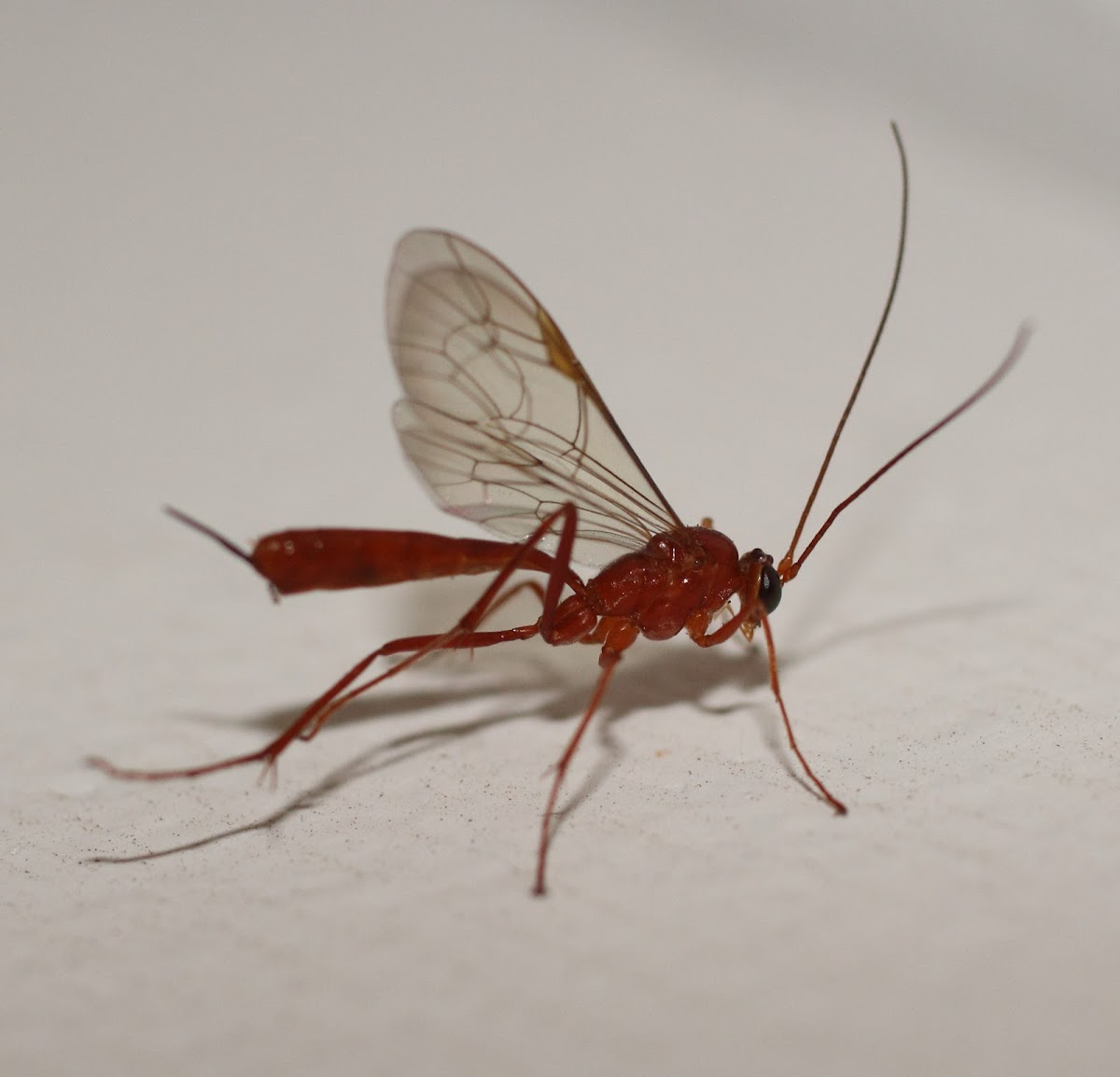 Parasitic wasp (Ichneumonidae)
