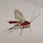 Parasitic wasp (Ichneumonidae)