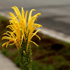 Yellow Jacobinia
