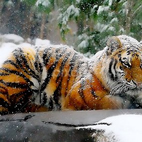 by John Larson - Animals Lions, Tigers & Big Cats