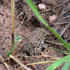 Woodhouse Toadlet