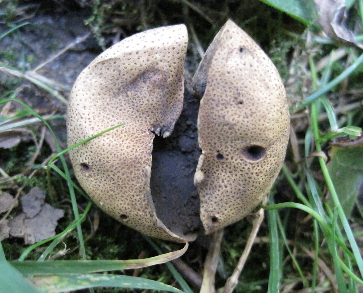 Unknown Puffball