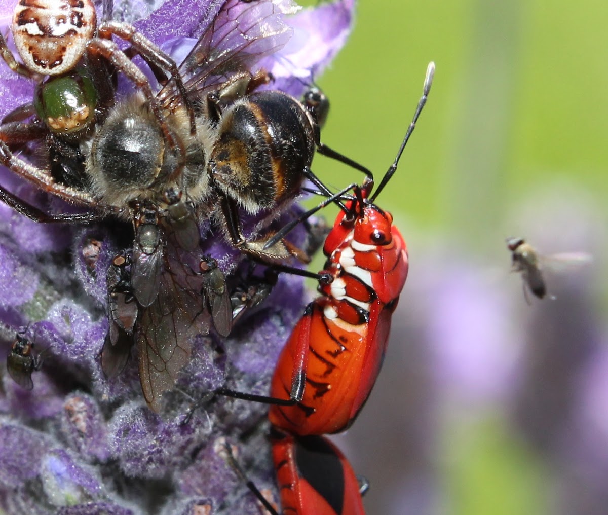 African Mask Crab Spider Project Noah
