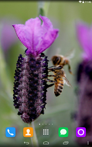 Lavender Live Wallpaper