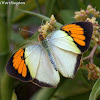 Yellow Orange Tip