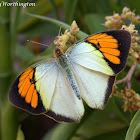 Yellow Orange Tip