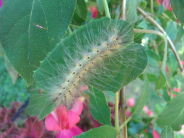 Fall Webworm | Project Noah