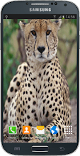 Talking Cheetah APK Download for Android