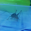 Bush cricket (no common name in English)