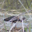 Glossy Ibis