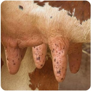 Cow Milk Game Hacks and cheats